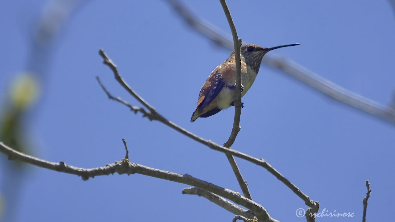 Allen's hummingbird