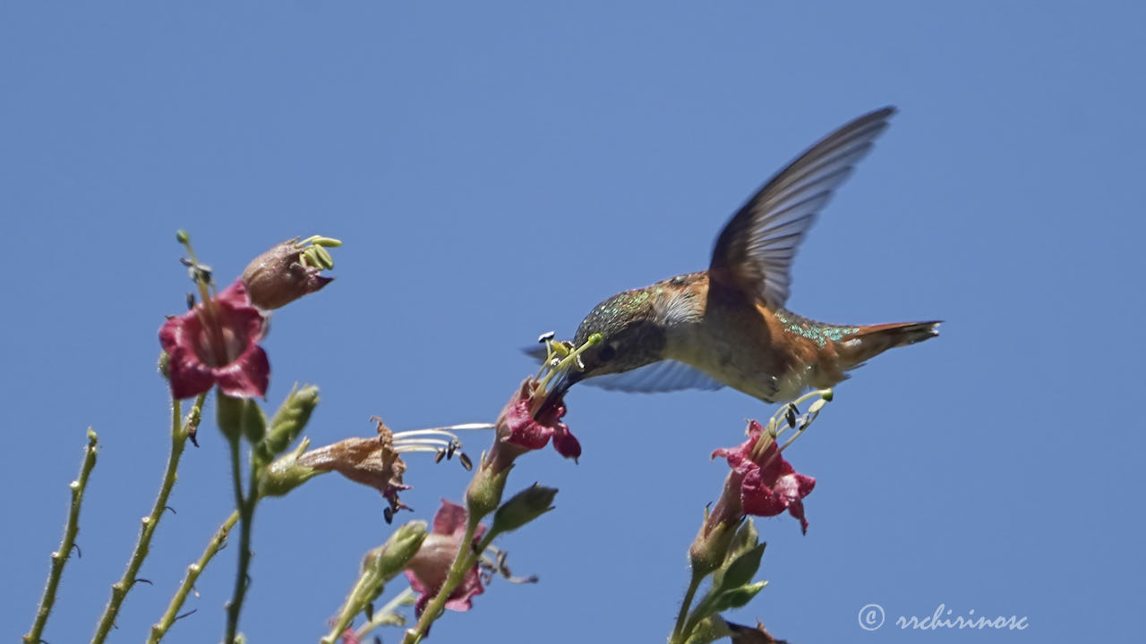 Allen's hummingbird