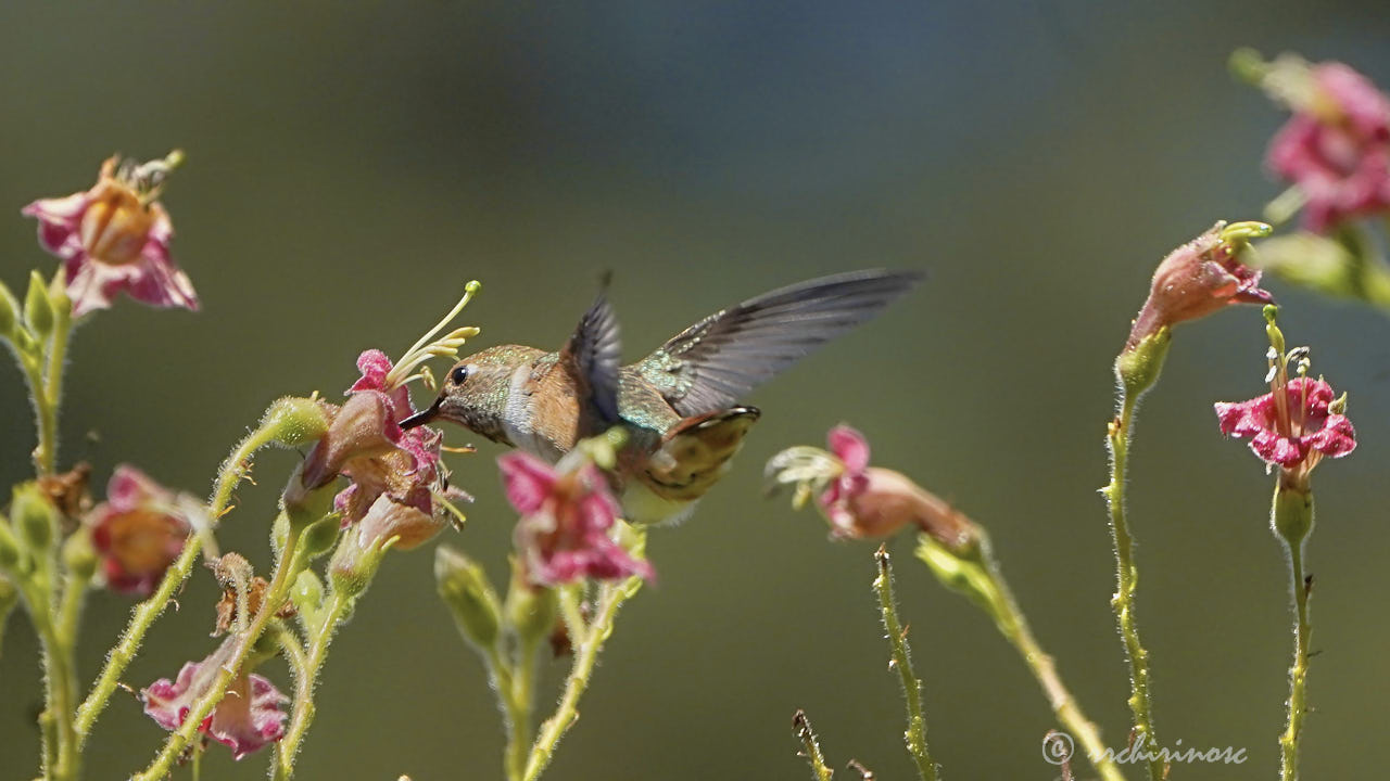 Allen's hummingbird