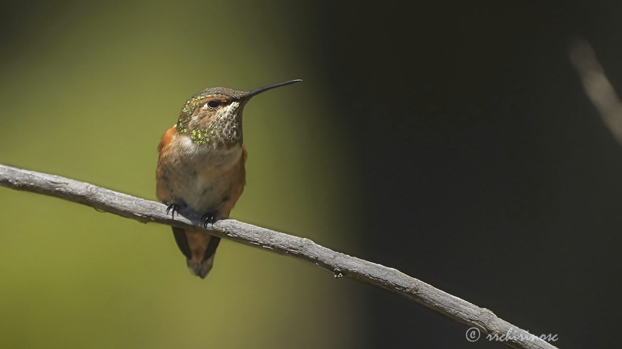Allen's hummingbird