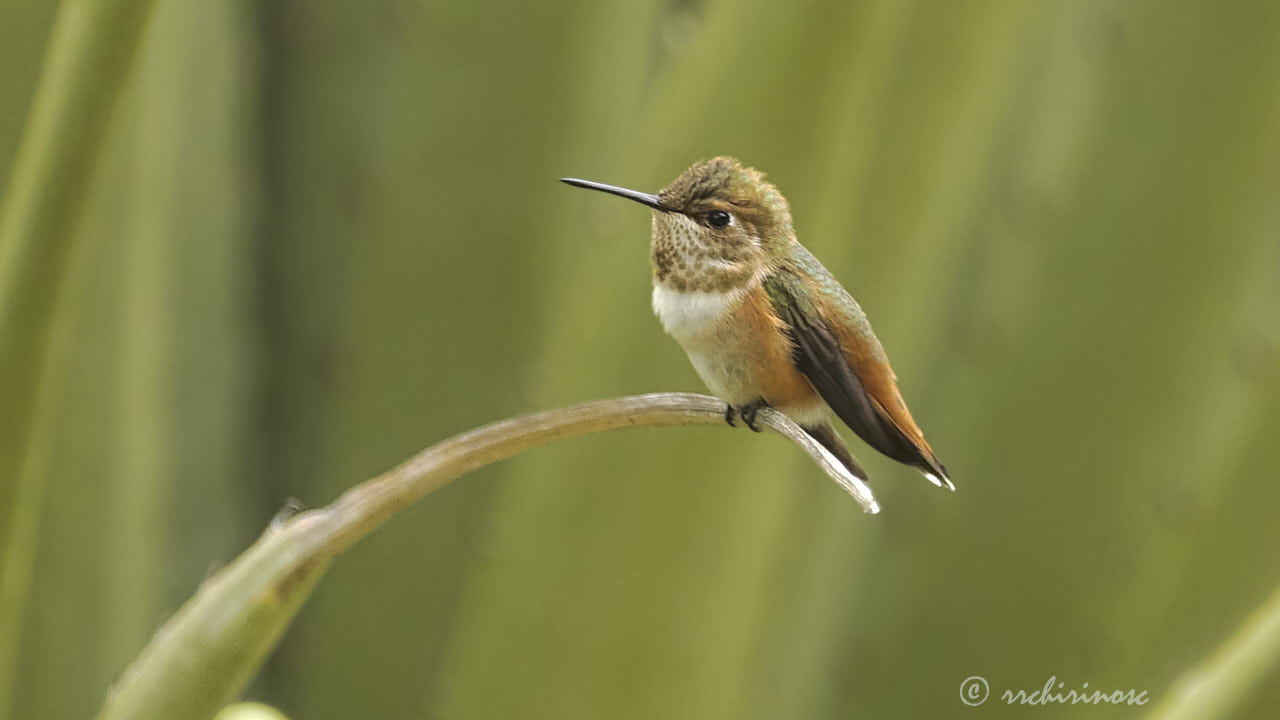 Allen's hummingbird