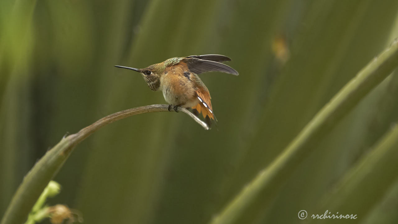 Allen's hummingbird