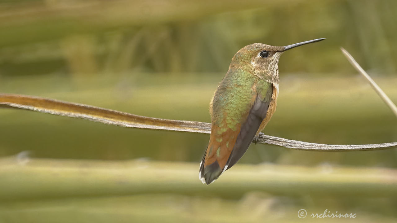 Allen's hummingbird