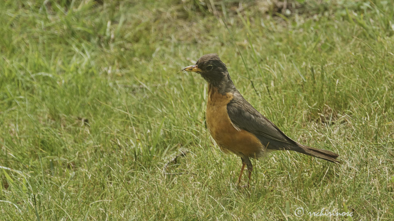 American robin