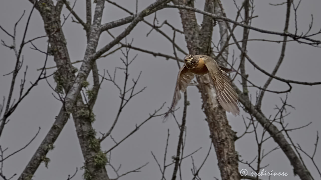 American robin