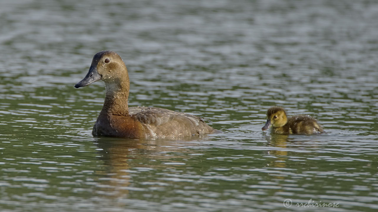 Common pochard