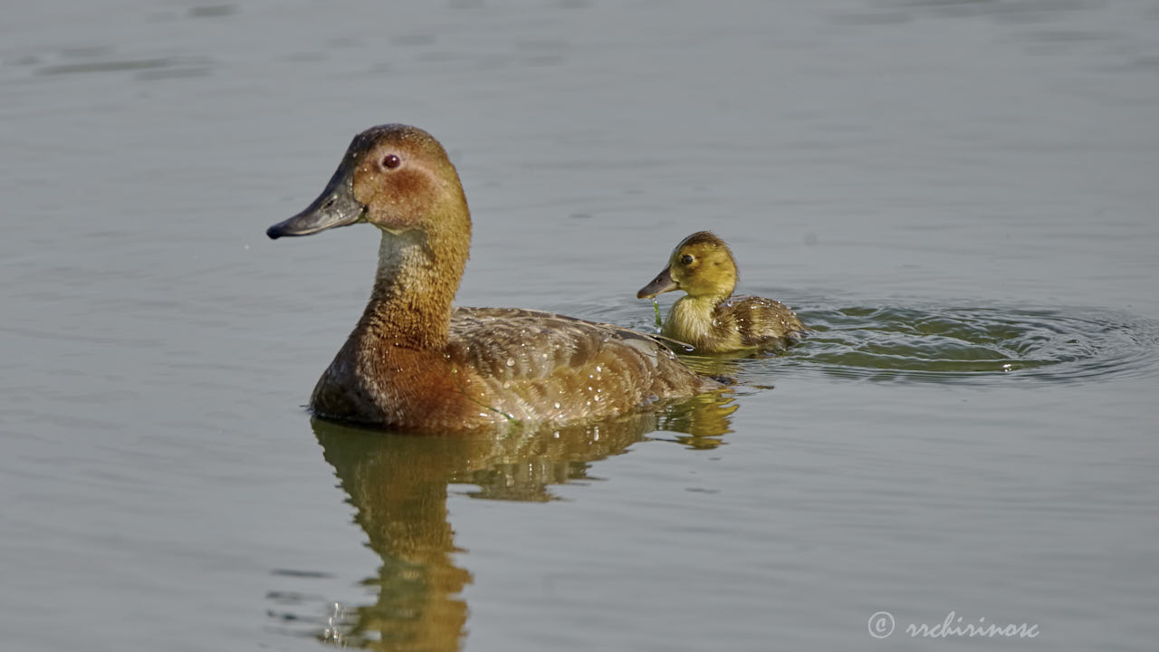 Common pochard