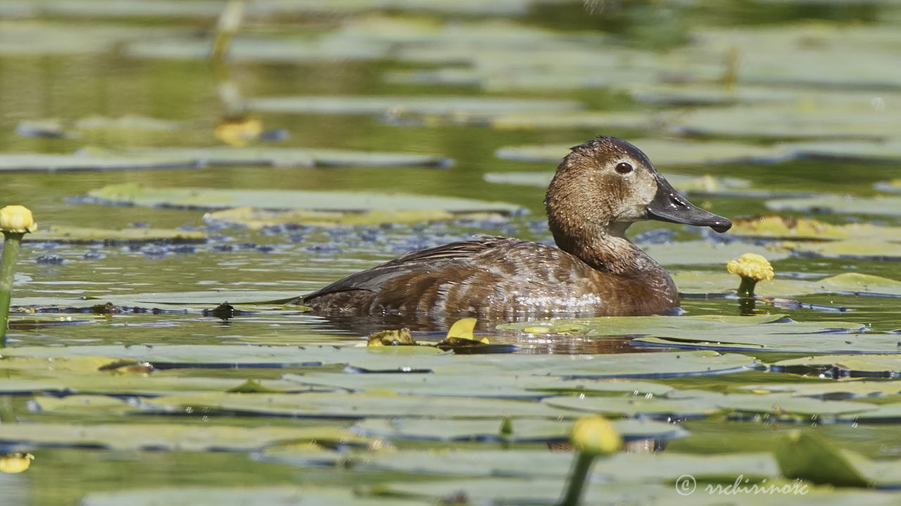 Common pochard