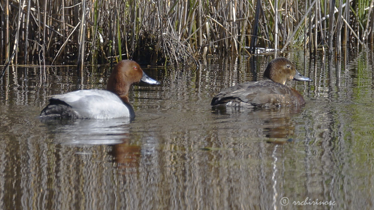 Common pochard