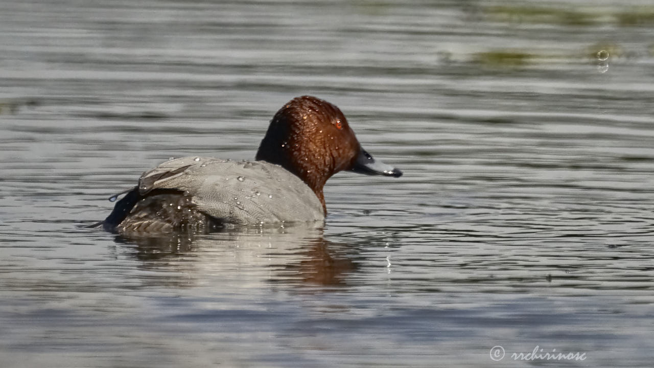 Common pochard