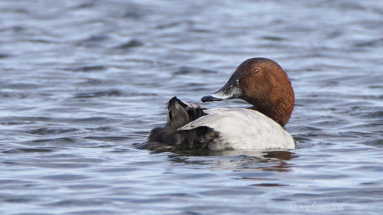 Common pochard