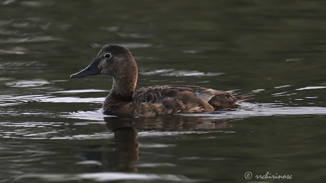 Common pochard