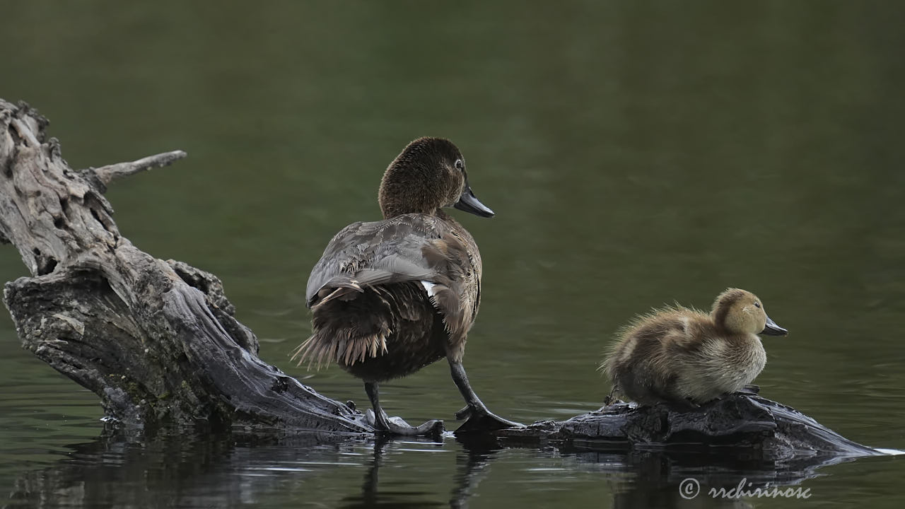 Common pochard