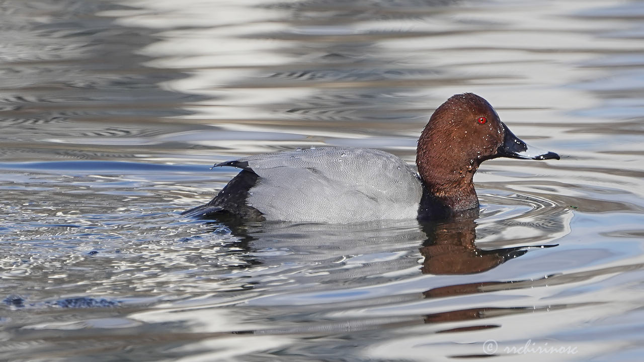 Common pochard