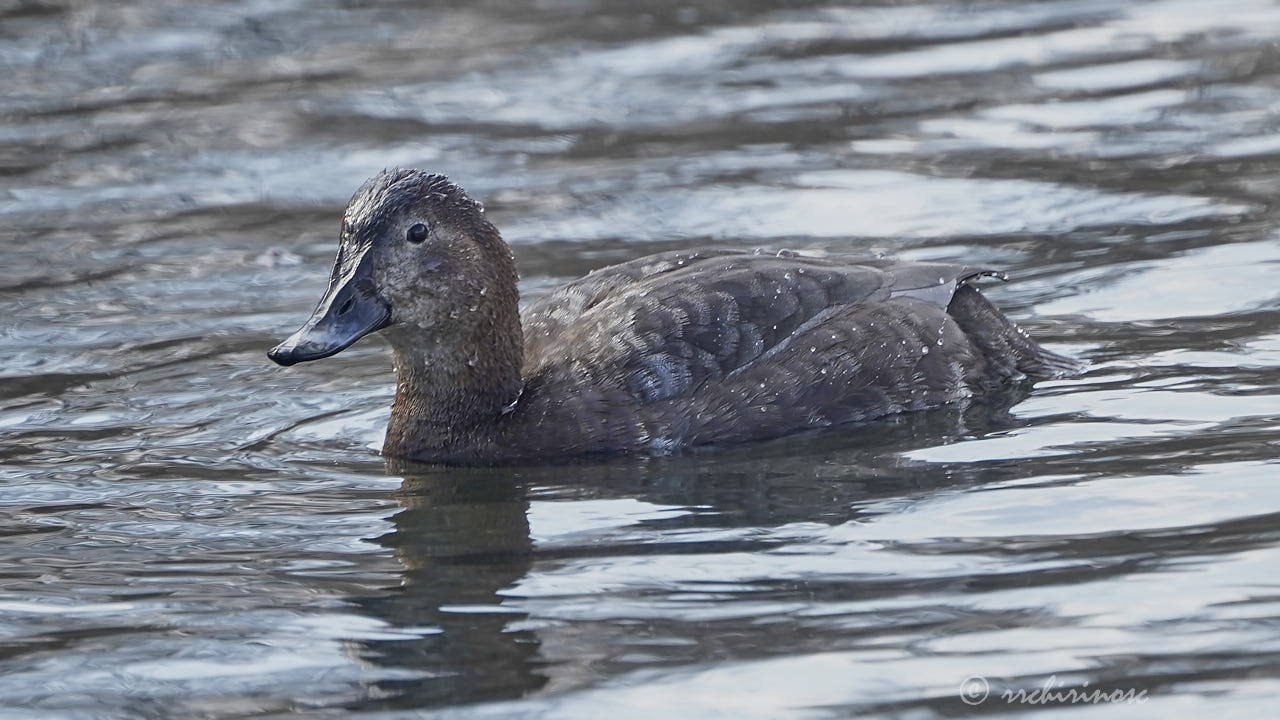 Common pochard