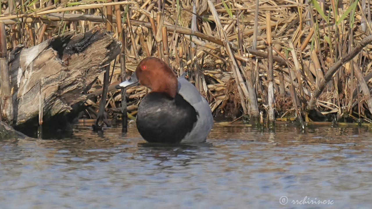 Common pochard