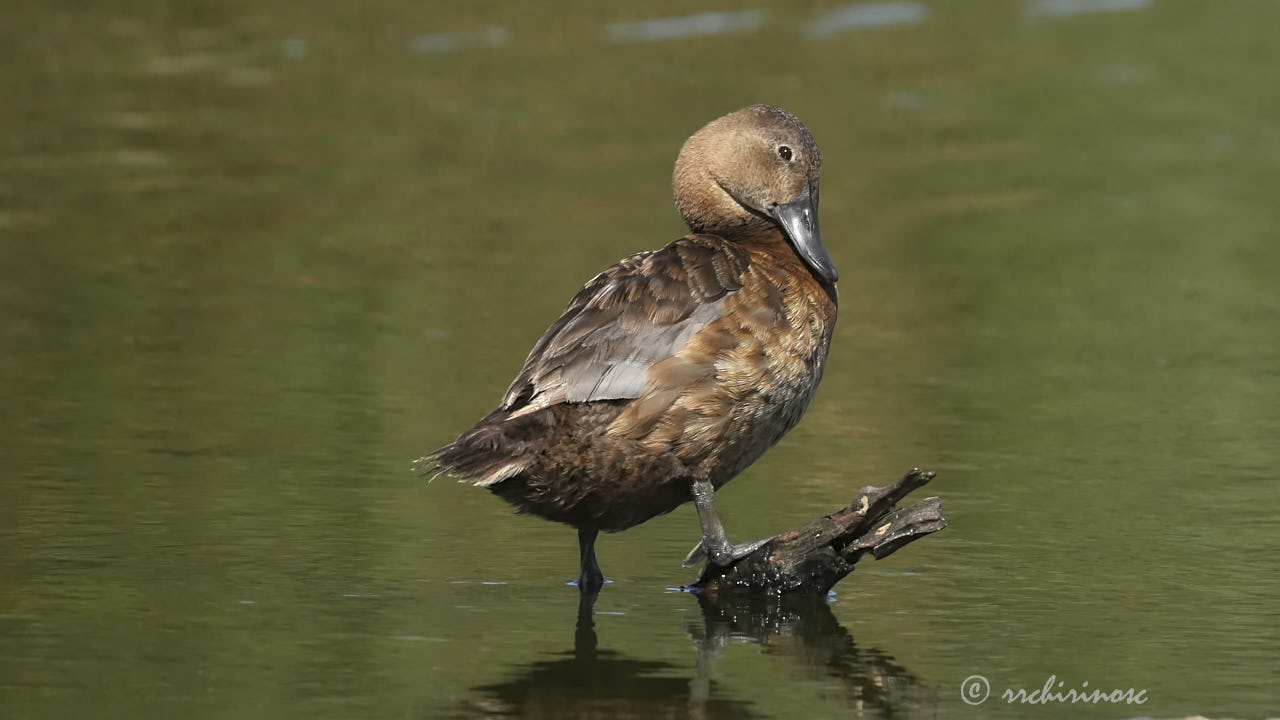 Common pochard