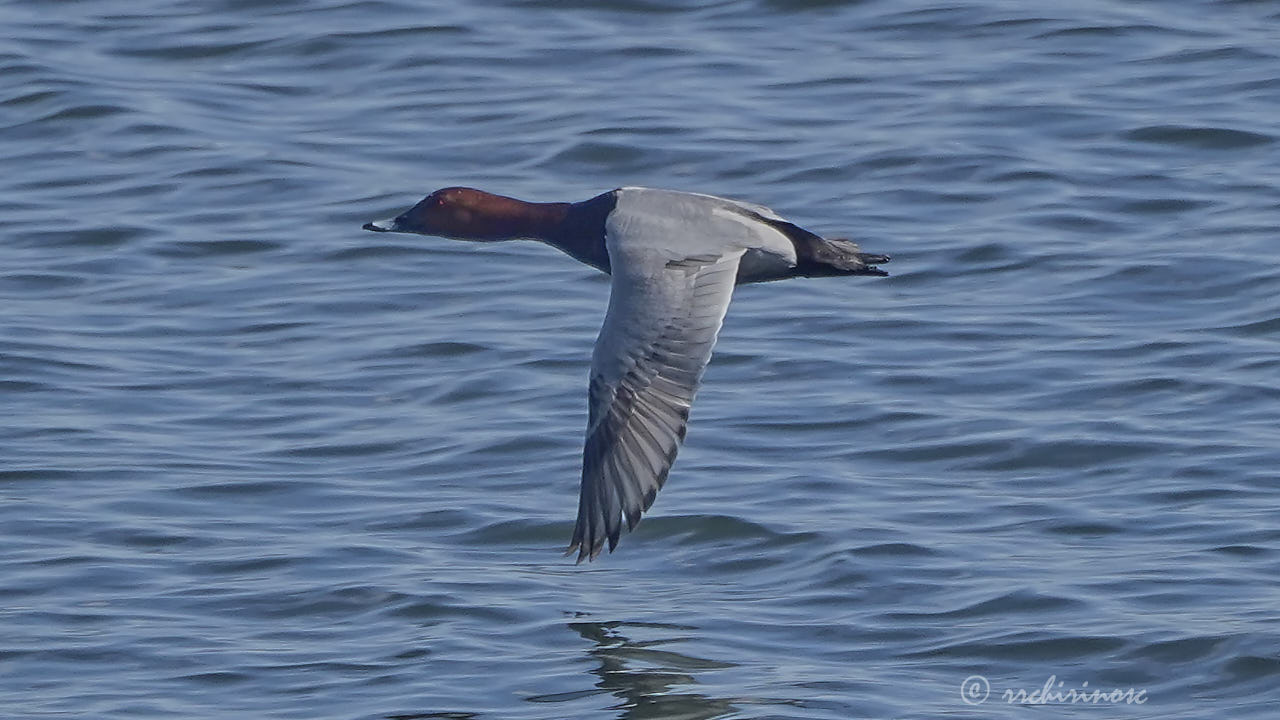 Common pochard