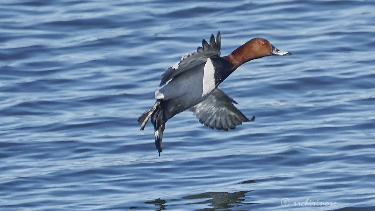 Common pochard