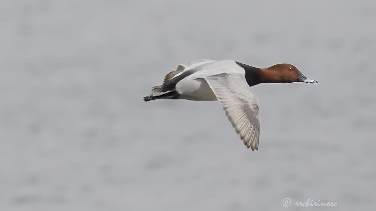 Common pochard