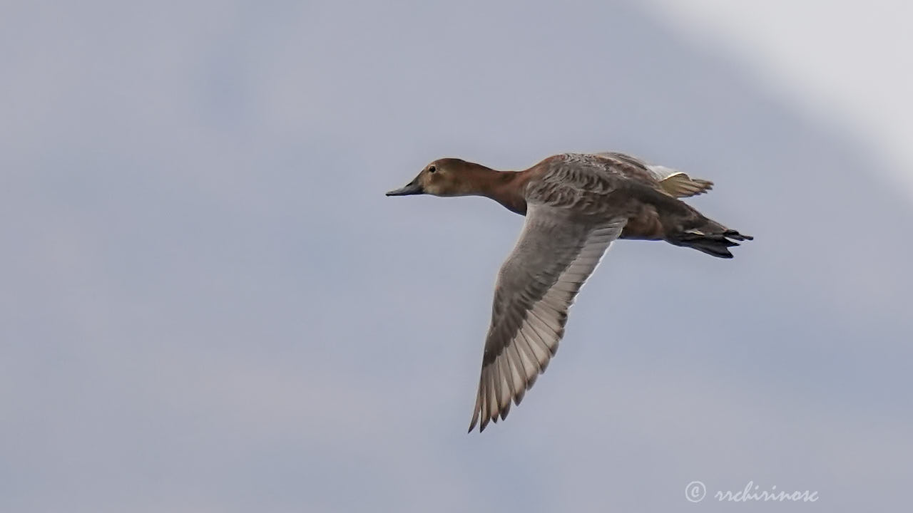 Common pochard