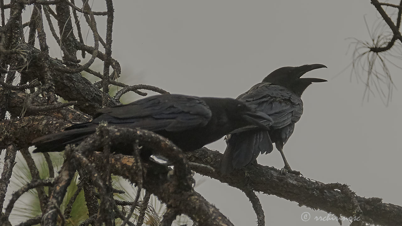 Common raven