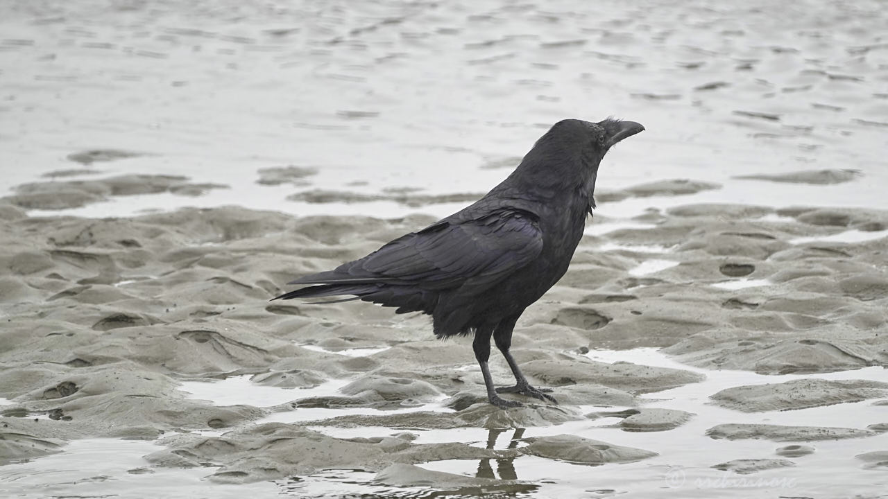 Common raven