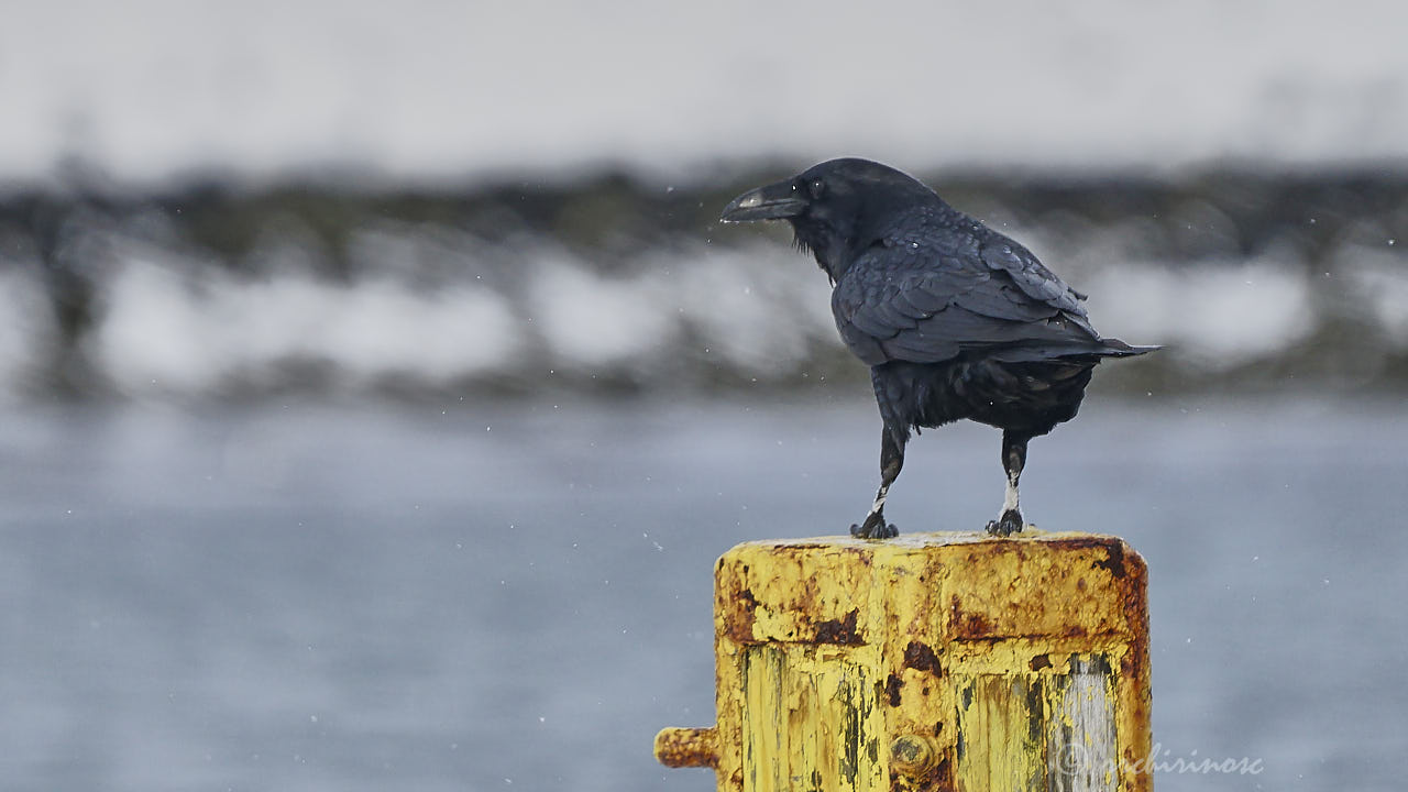 Common raven