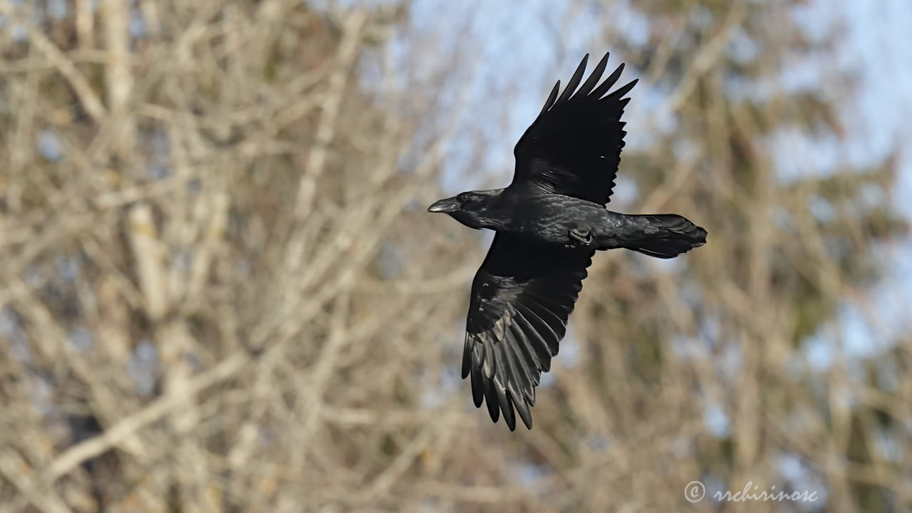 Common raven