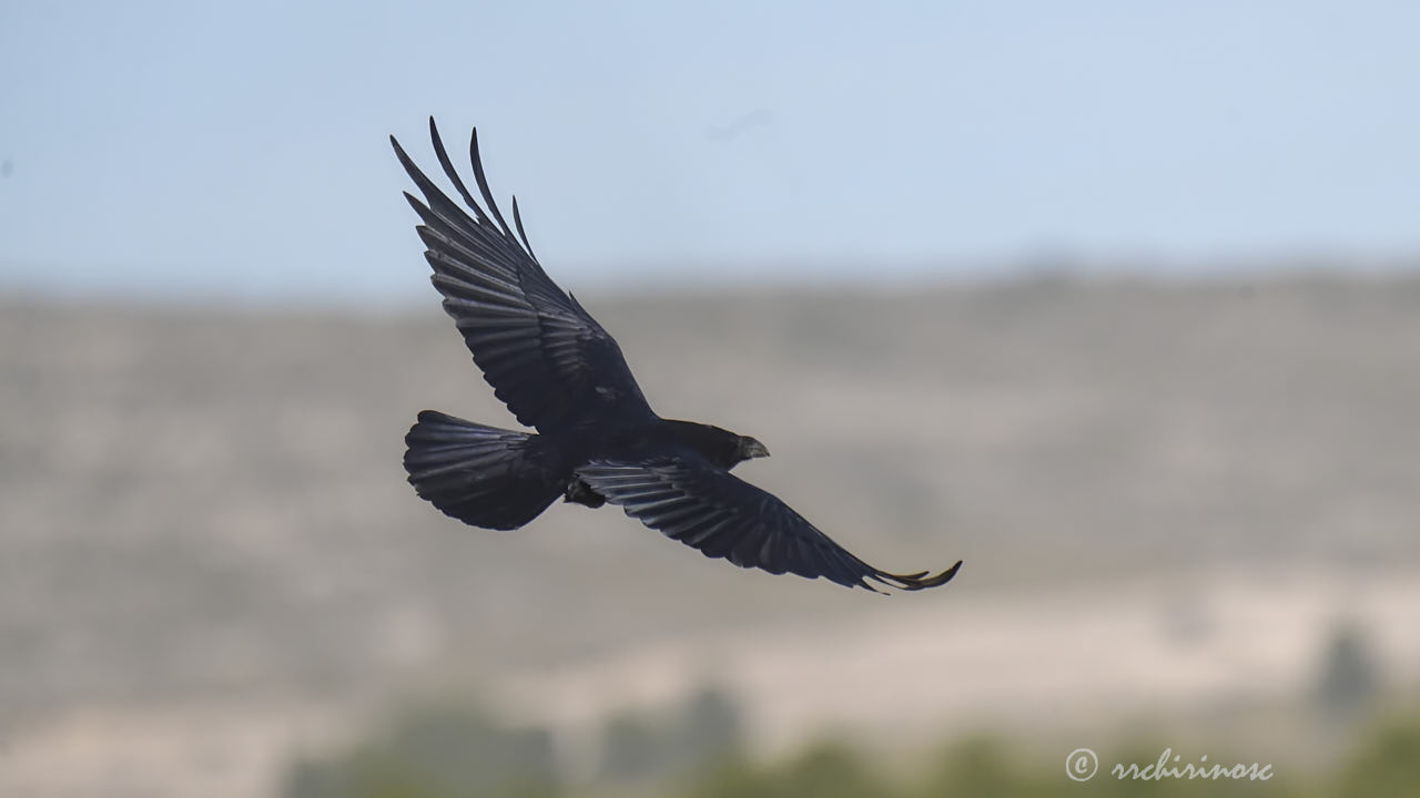 Common raven