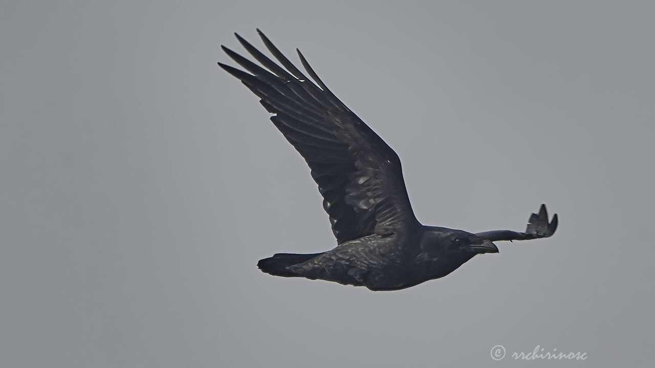 Common raven