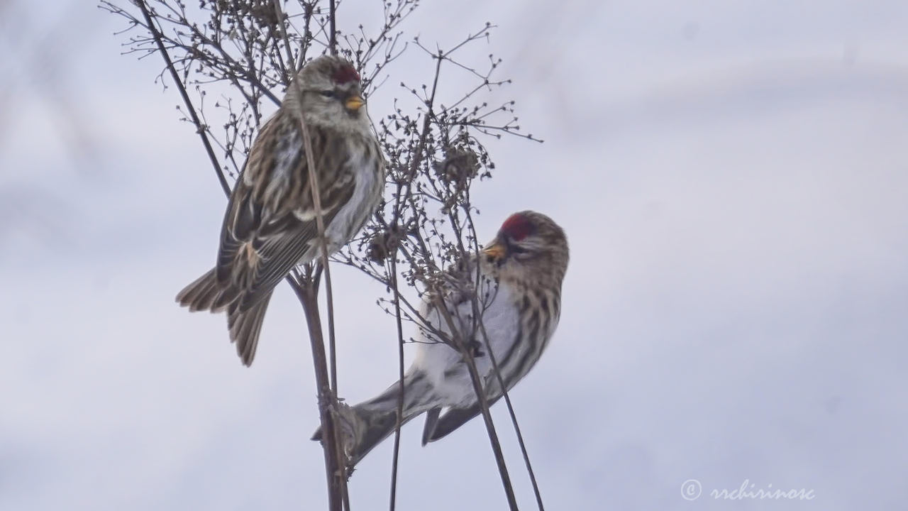 Common redpoll