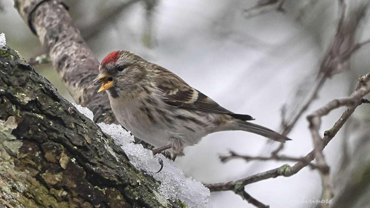 Common redpoll