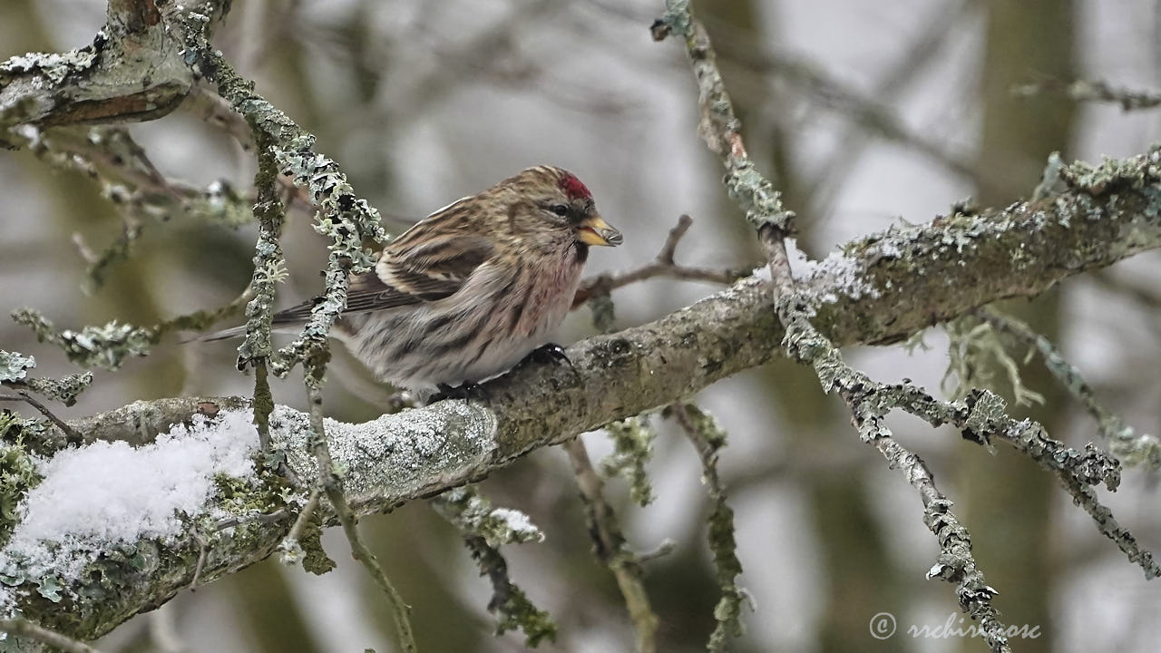 Common redpoll