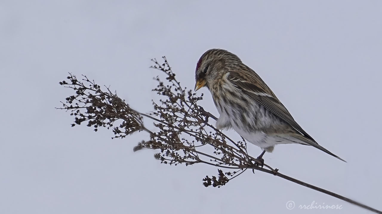 Common redpoll