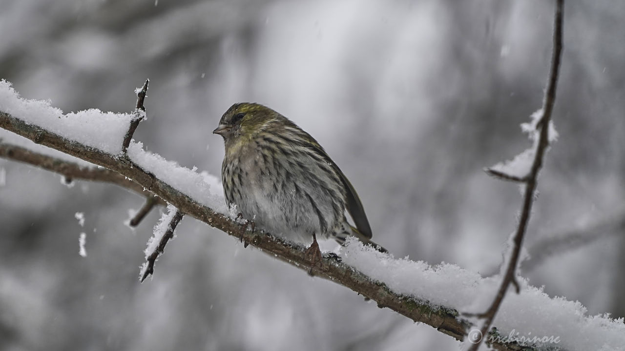 Common redpoll