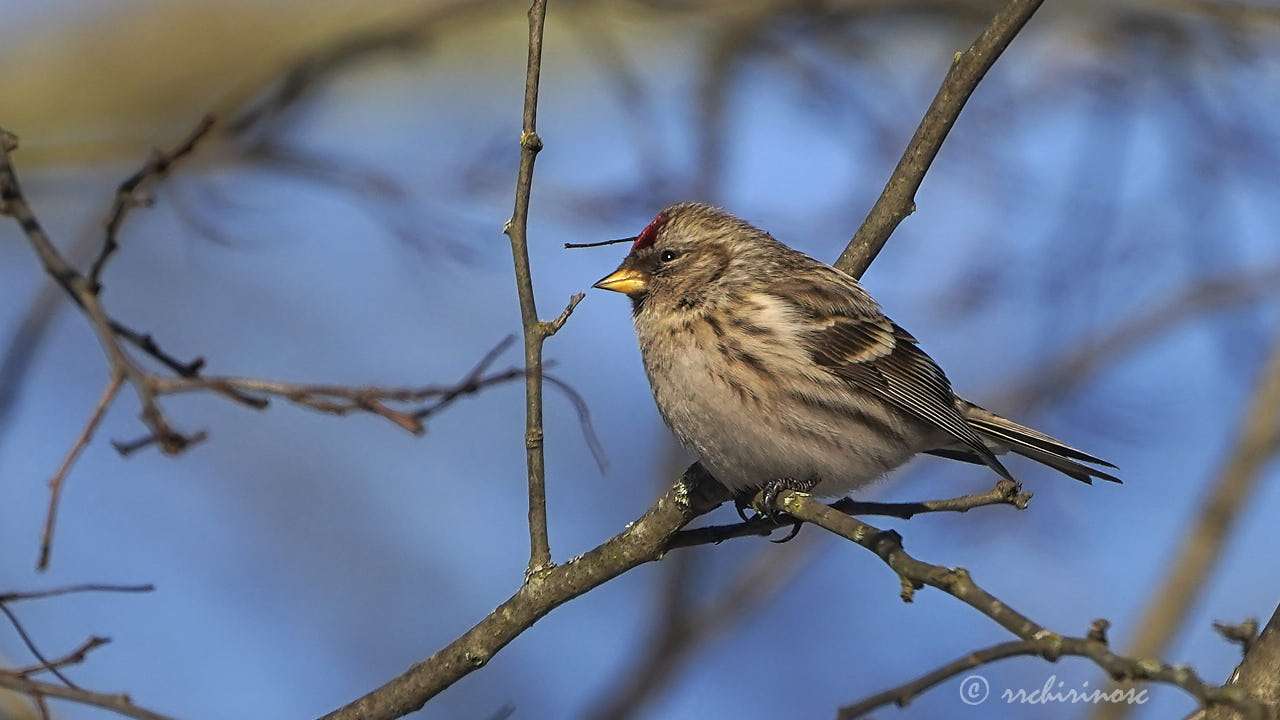 Common redpoll