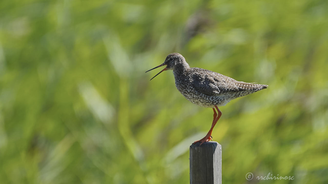 Common redshank