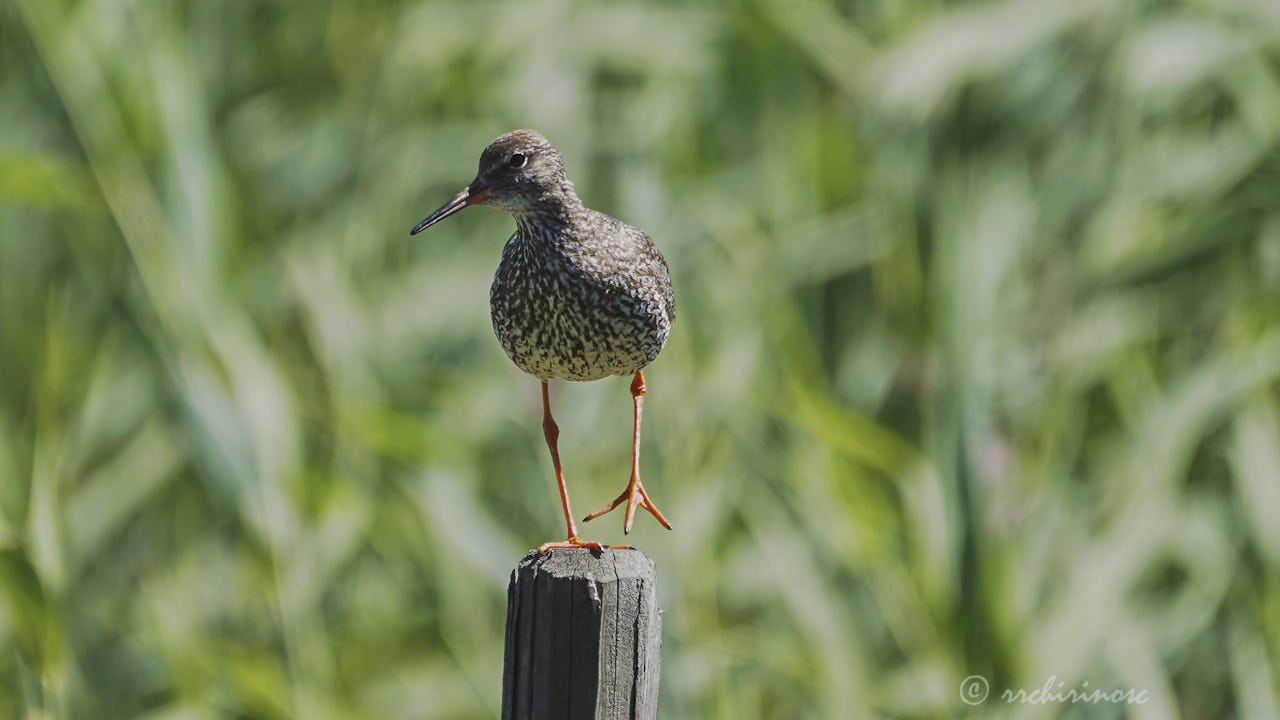 Common redshank