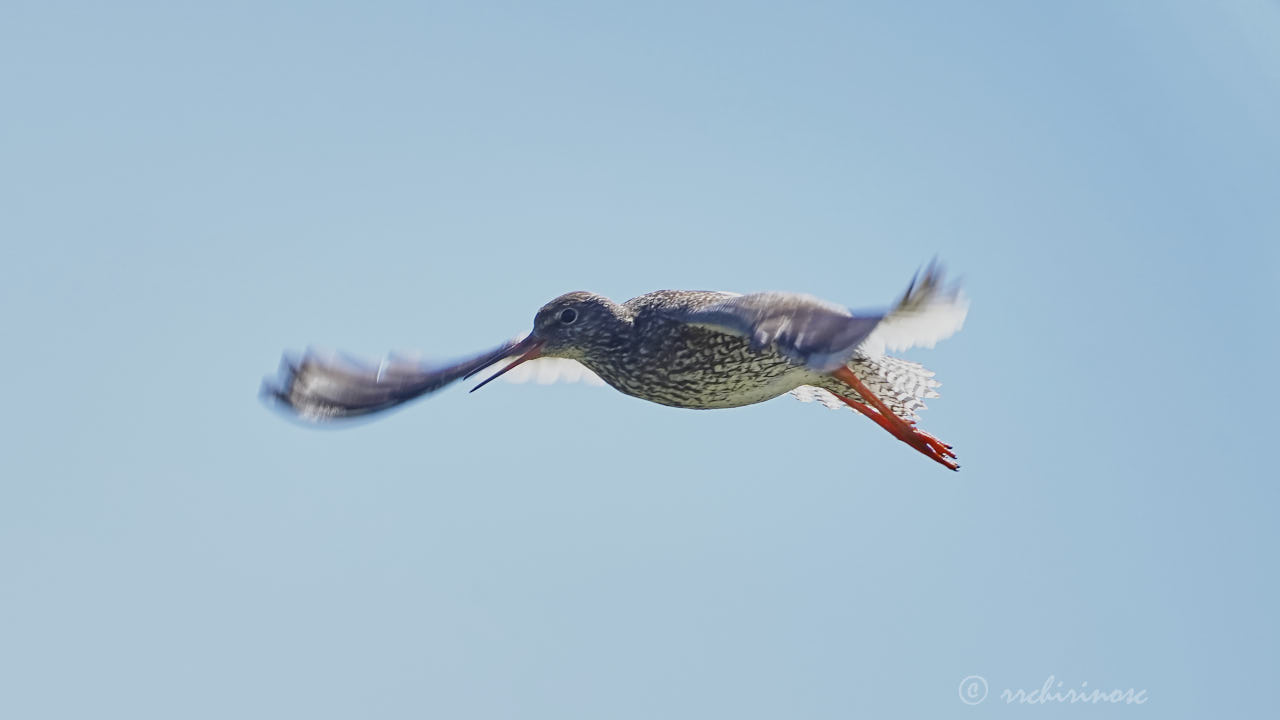 Common redshank