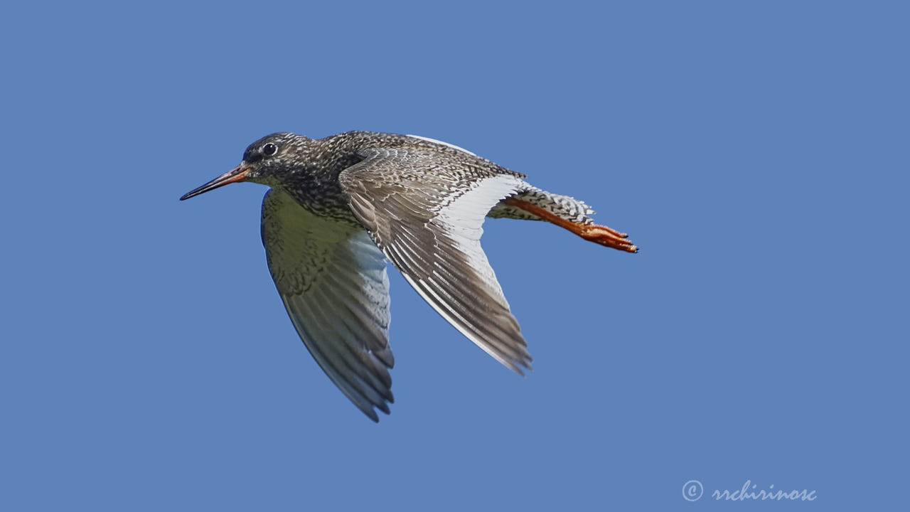 Common redshank