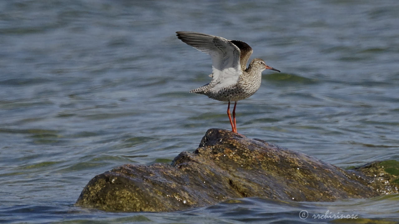 Common redshank