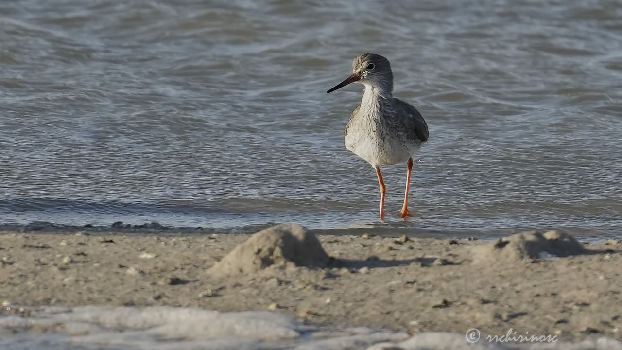 Common redshank