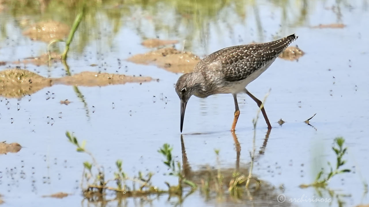 Common redshank