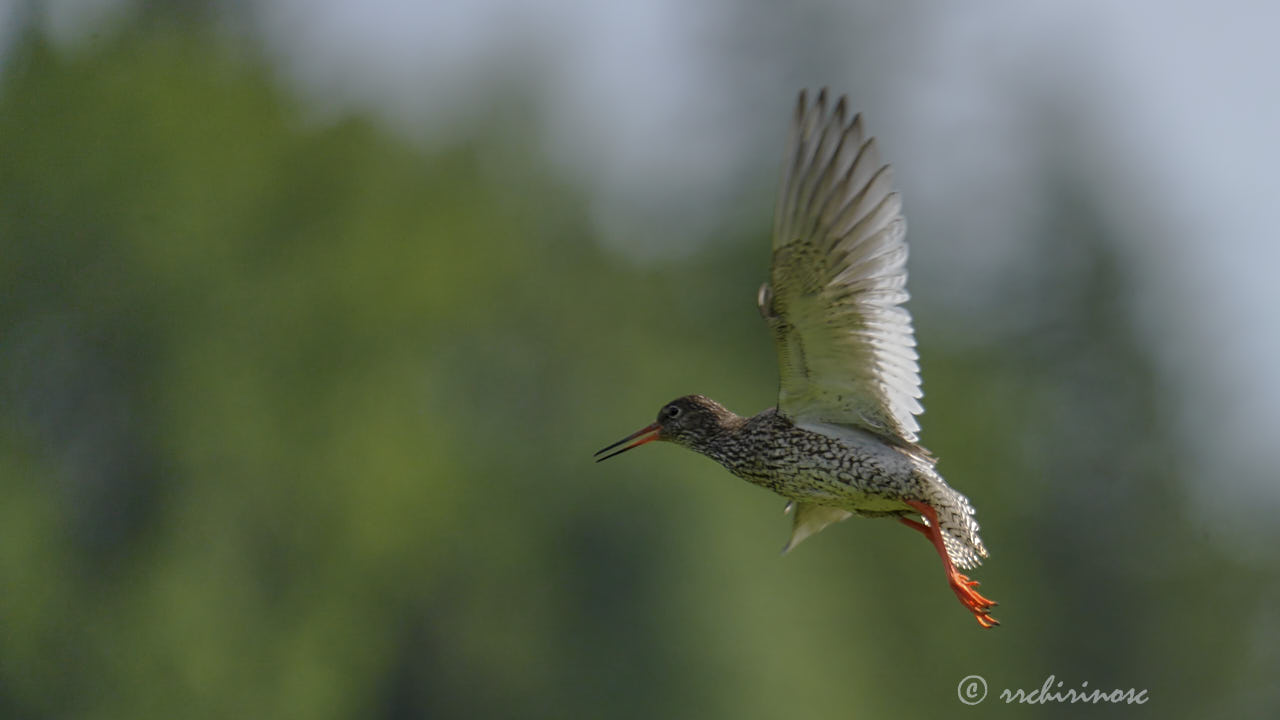 Common redshank