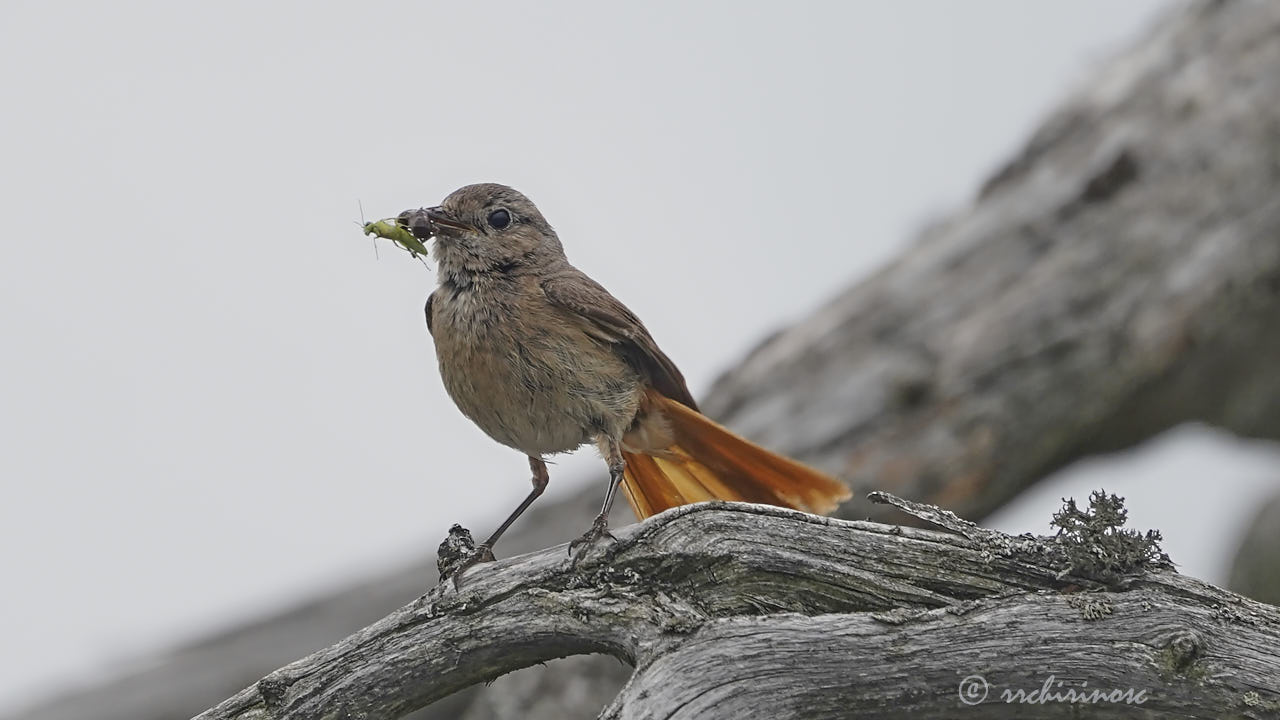 Common redstart