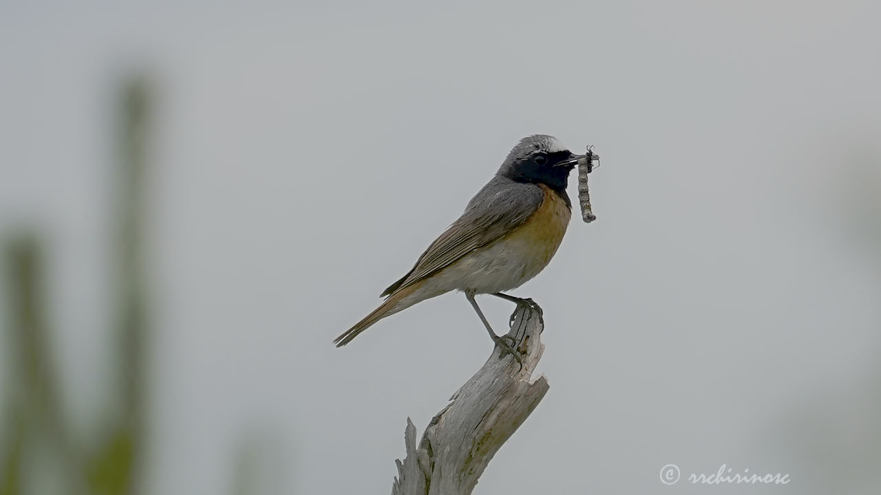 Common redstart