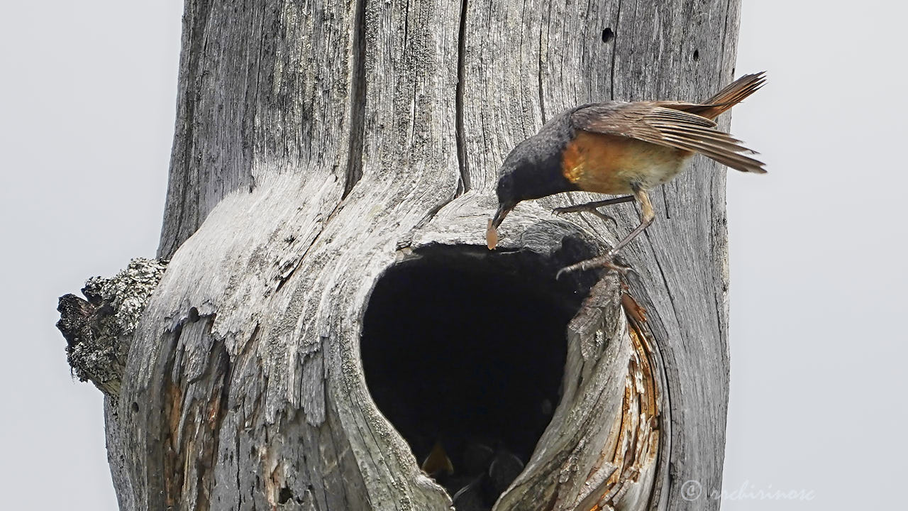 Common redstart