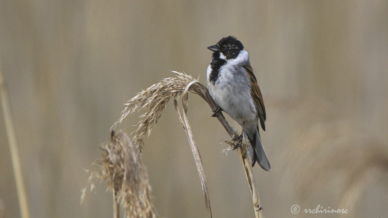 Reed bunting