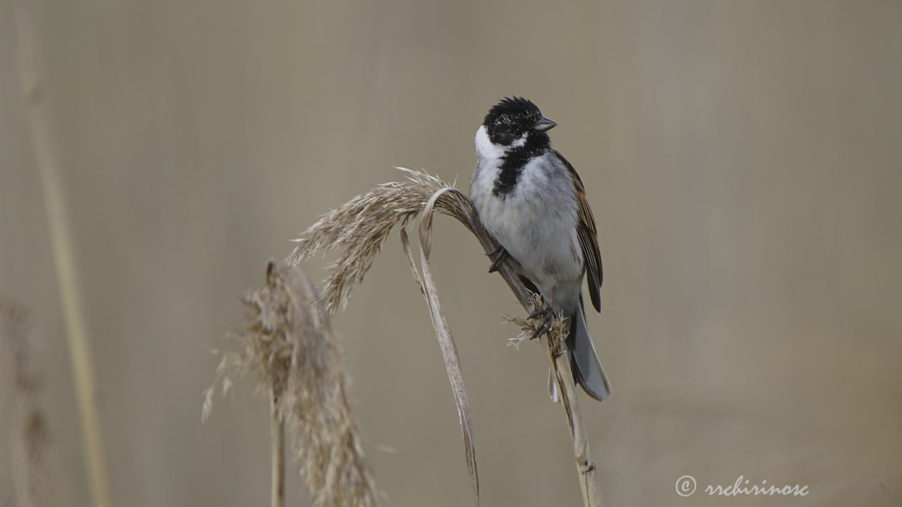 Reed bunting